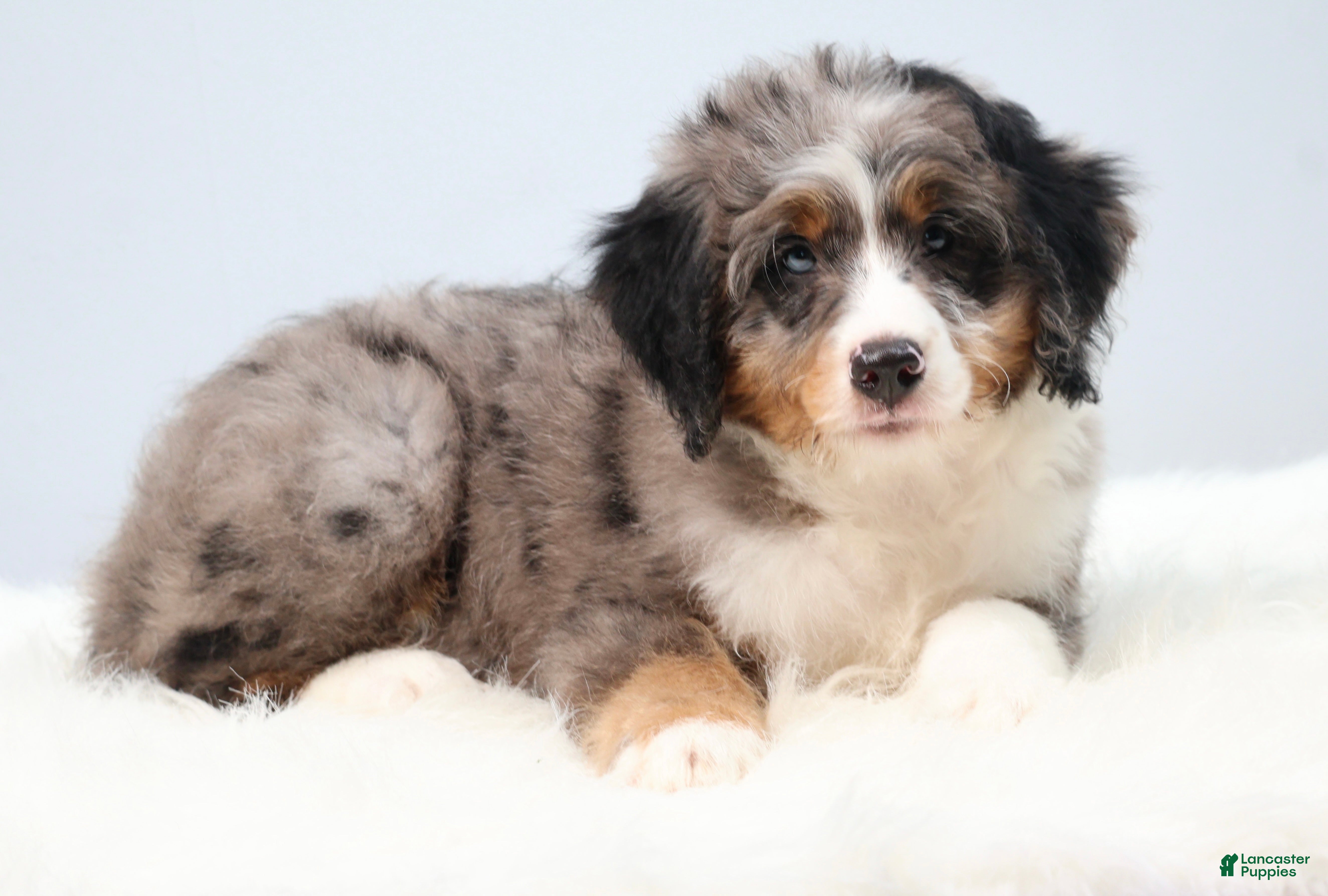 Mini Bernedoodle dogs Felix  - Ad 2