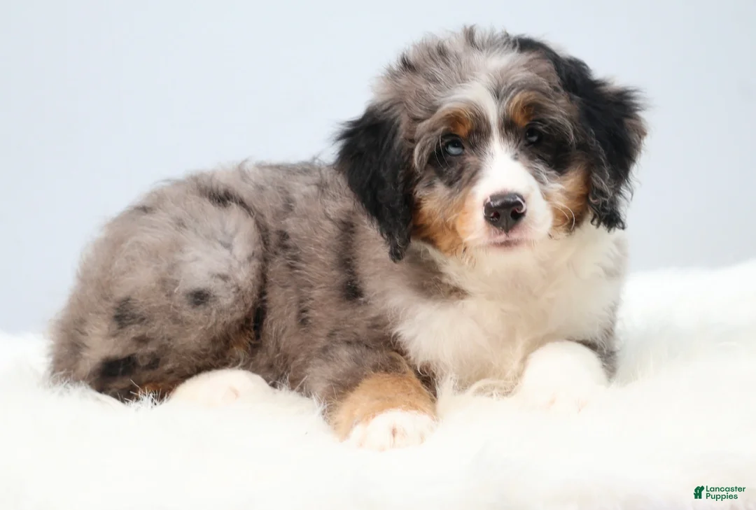 Mini Bernedoodle dogs for sale: Felix  - Ad 2