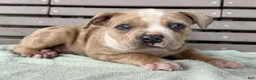 American Bully dogs for sale: Forrest - Ad 3