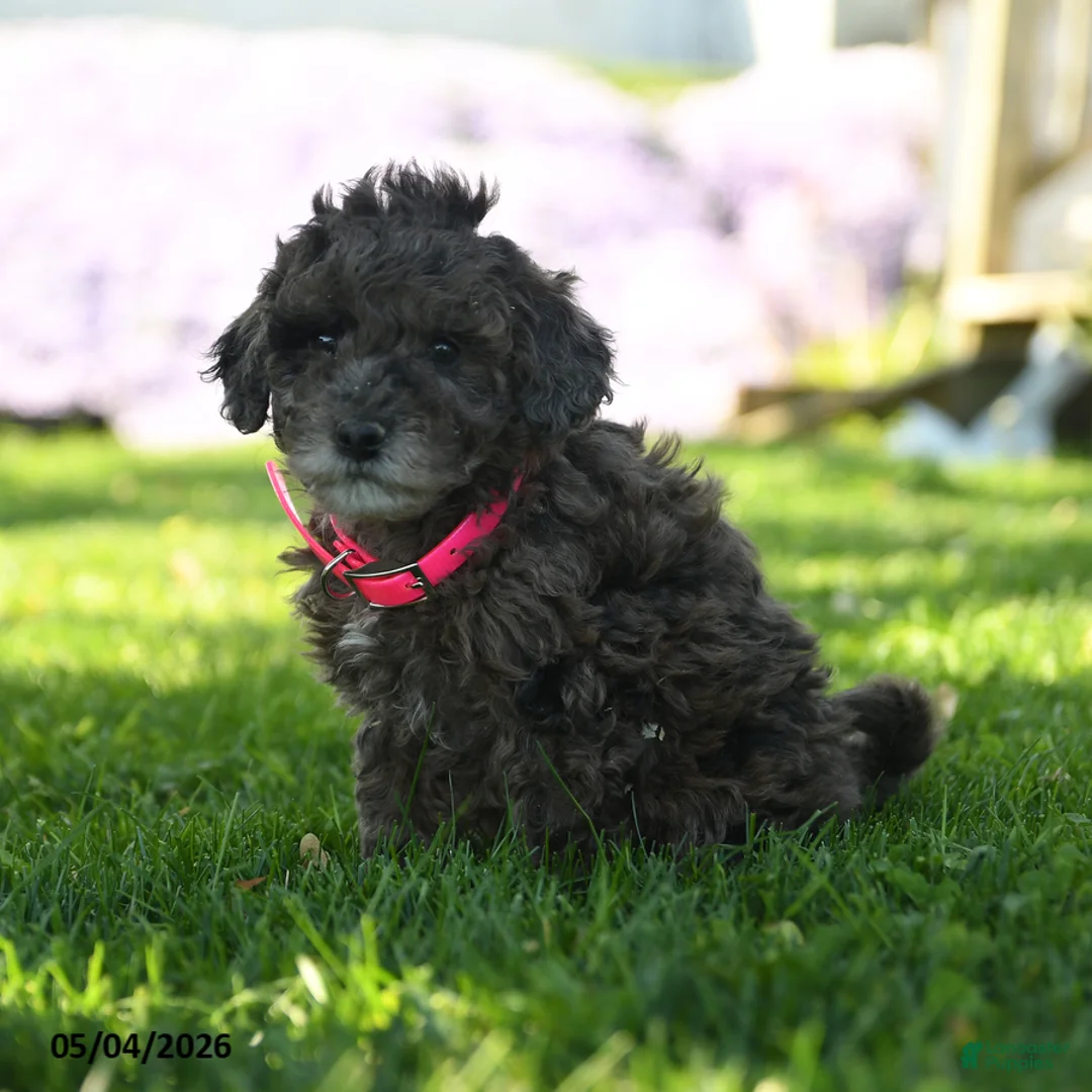 Mini Aussiedoodle dogs for sale: Parsnip - Ad 1