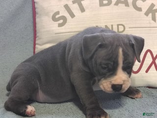 Olde English Bulldogge dogs - Ad 5