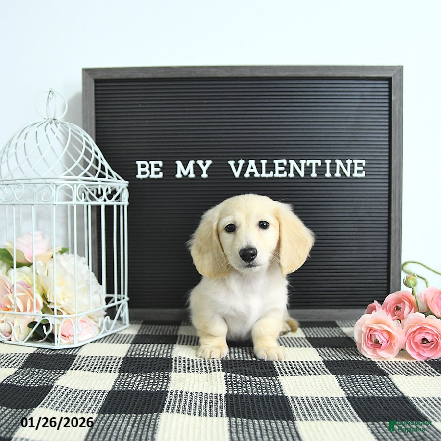 Miniature Dachshund dogs Finnley - Ad 4