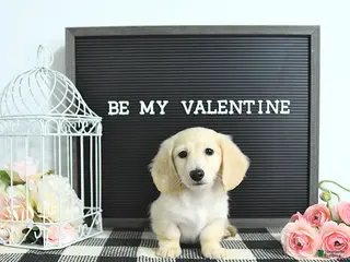 Miniature Dachshund dogs Finnley - Ad 4