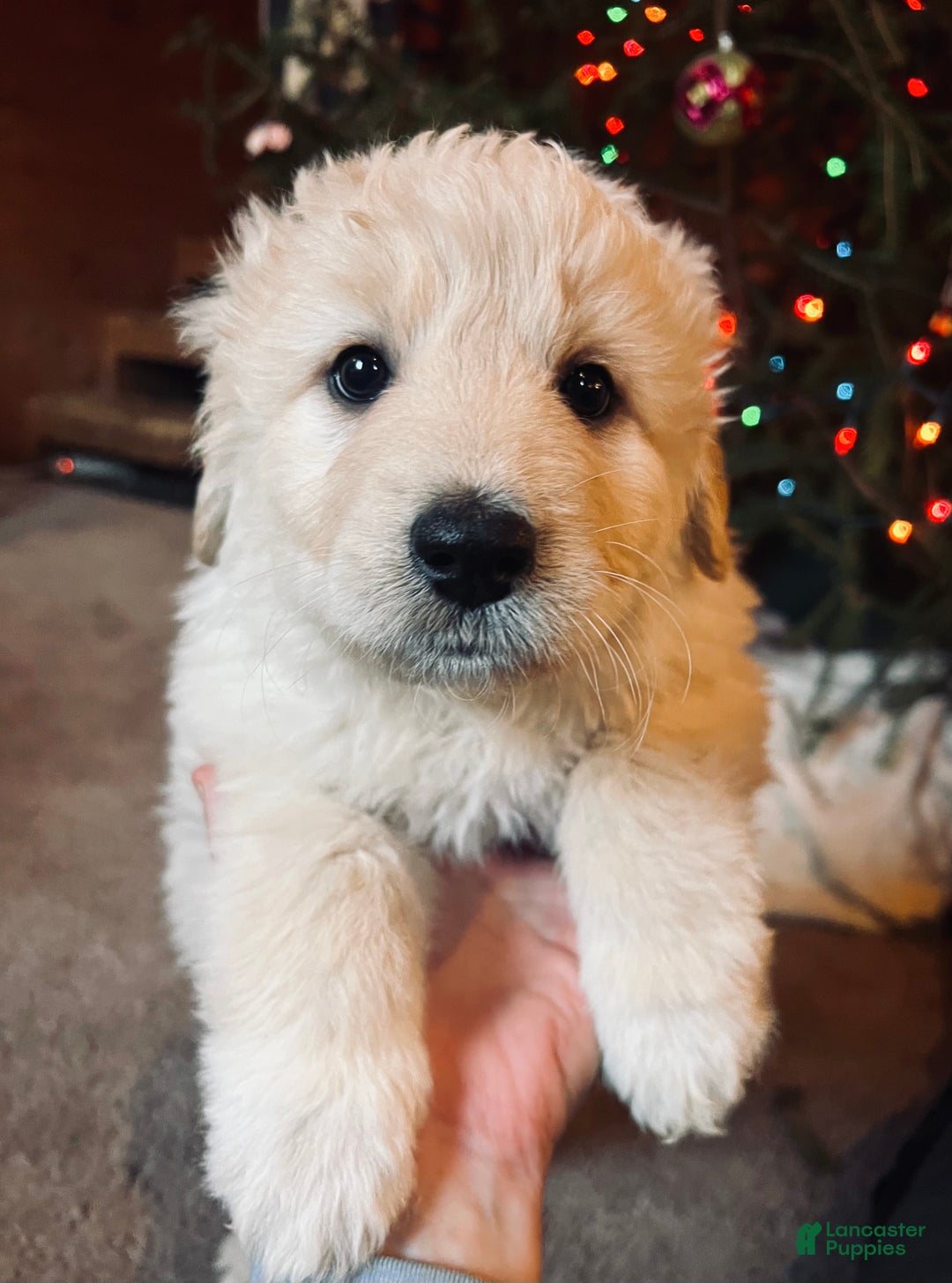 Mixed Breed dogs for sale: Marshmallow - Ad 2