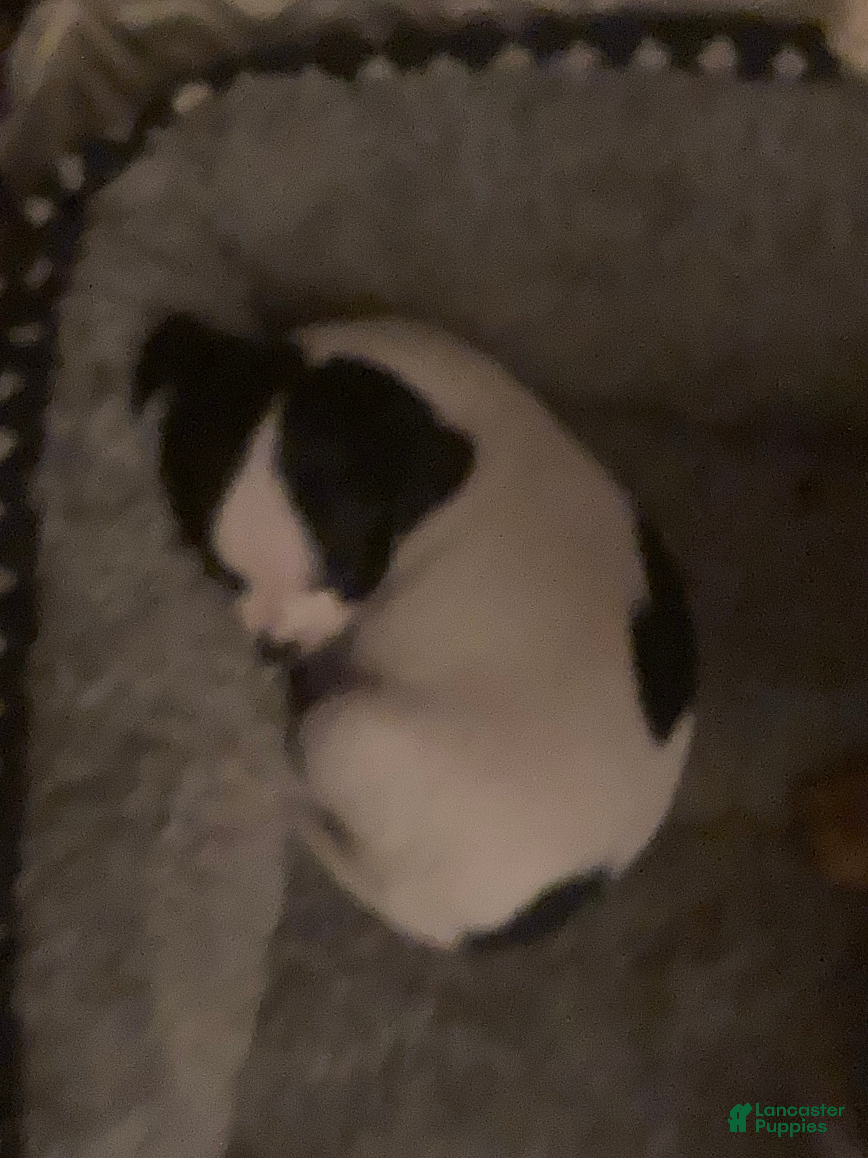 Chihuahua dogs Sugar Baby - Ad 2