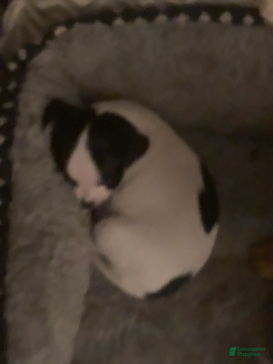 Chihuahua dogs for sale: Sugar Baby - Ad 2