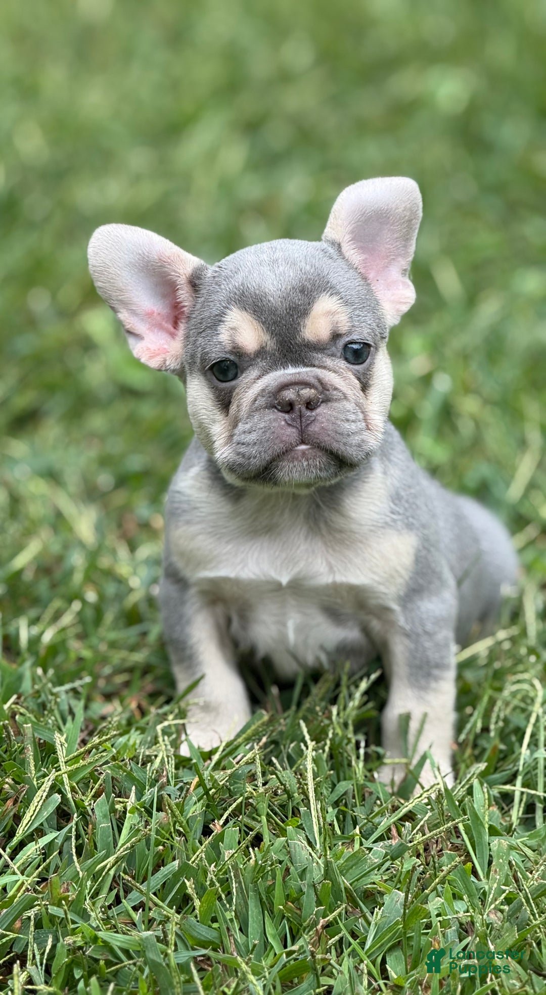 French Bulldog dogs for sale: Growleth  - Ad 6
