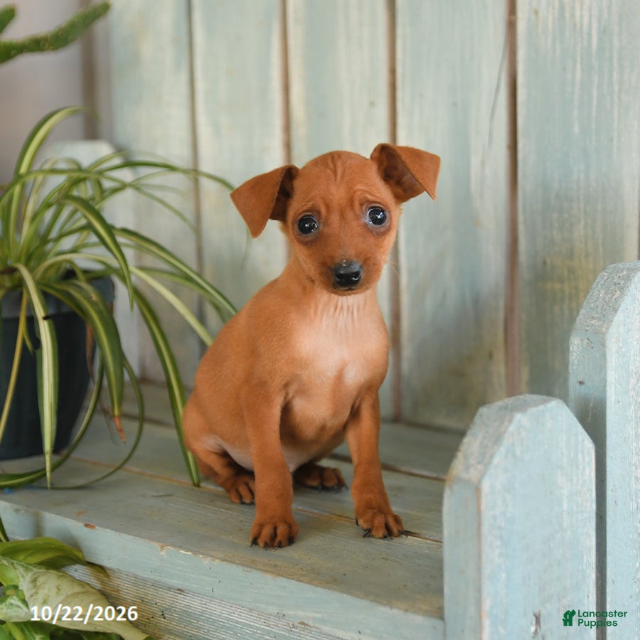 Miniature Pinscher dogs for sale: Ziggy - Ad 1