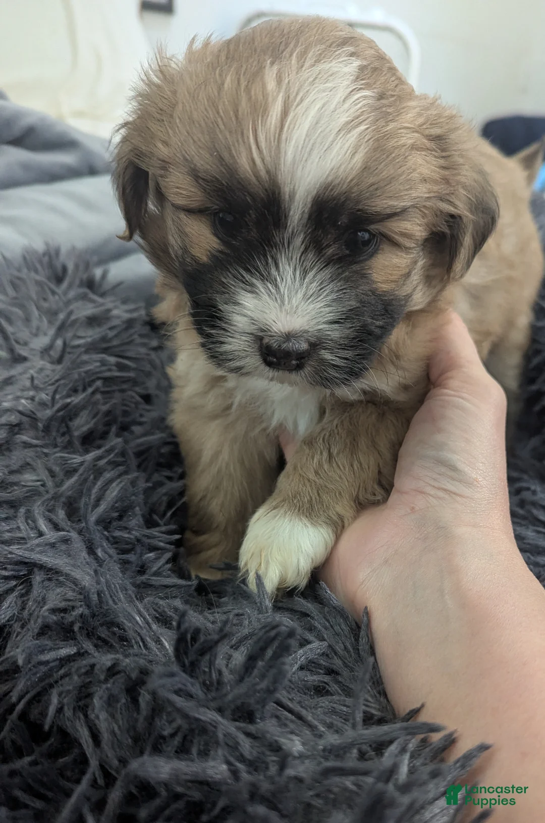 Teddy Bear dogs for sale: Reggie - Ad 1