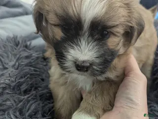 Teddy Bear dogs Reggie - Ad 28