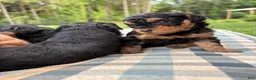 Mini Aussiedoodle dogs for sale: Fudge - Ad 2