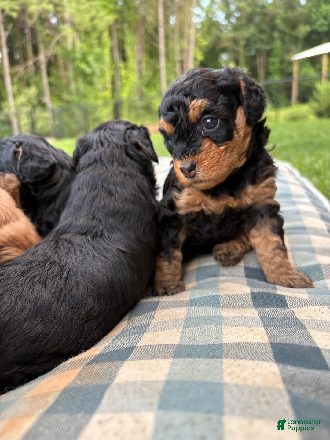 Mini Aussiedoodle dogs for sale: Fudge - Ad 2