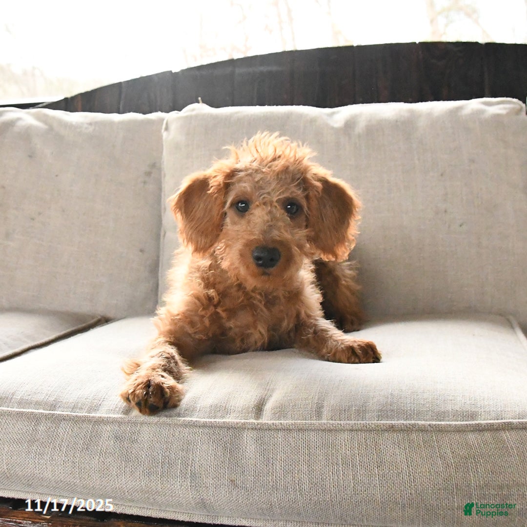 Miniature Labradoodle dogs for sale: Rusty - Ad 3