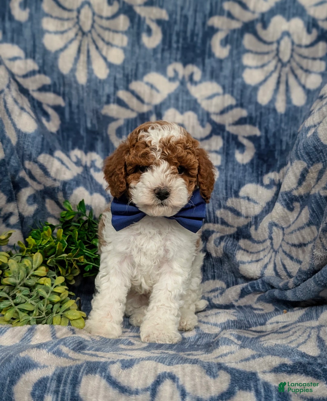 Miniature Poodle dogs for sale: Troy - Ad 2