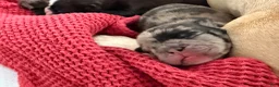 French Bulldog dogs for sale: Marlee  - Ad 3