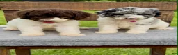 Cockapoo dogs for sale: Cockapoo 1 - Ad 7