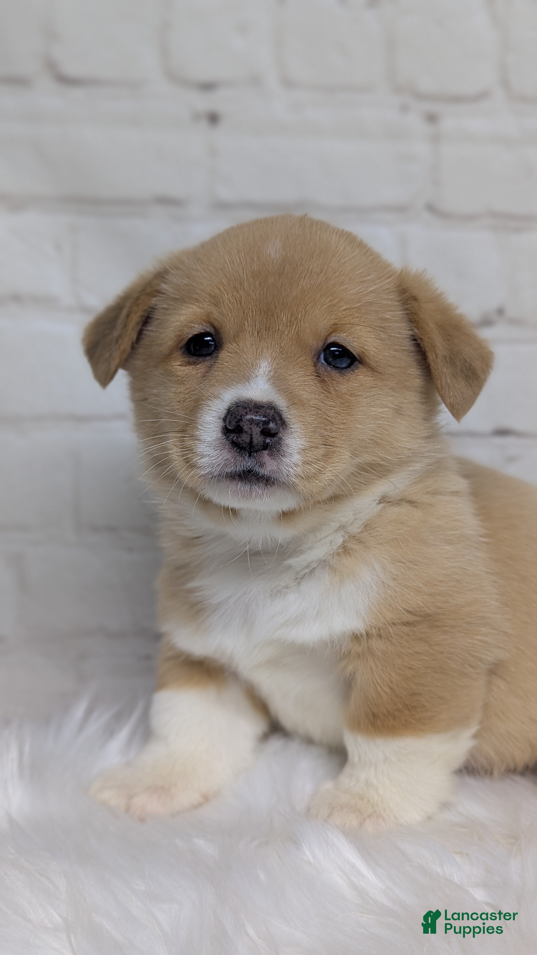 Welsh Corgi Pembroke dogs Gracie  - Ad 1