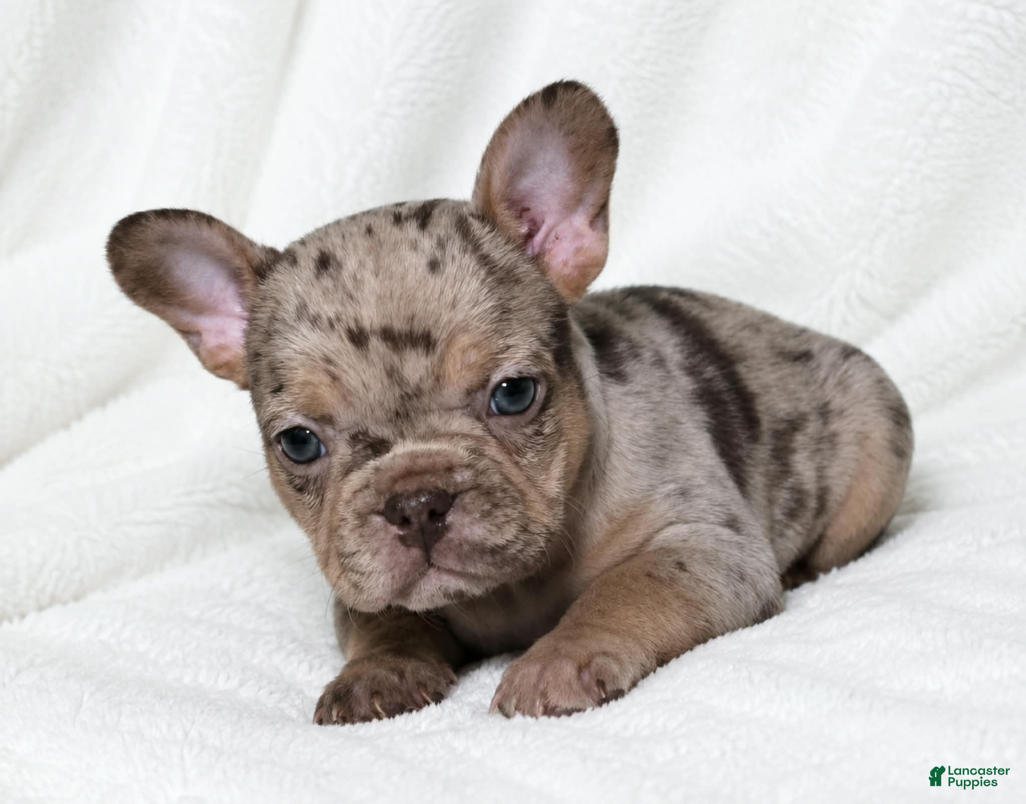 French Bulldog dogs Seldovia  - Ad 1