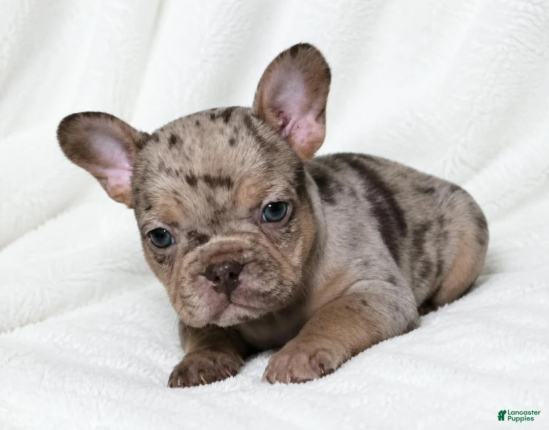 French Bulldog dogs for sale: Seldovia  - Ad 1