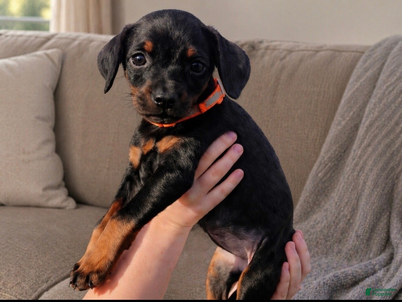 Doberman Pinscher dogs for sale: Melissa Duck - Ad 2