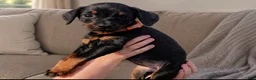 Doberman Pinscher dogs for sale: Melissa Duck - Ad 1