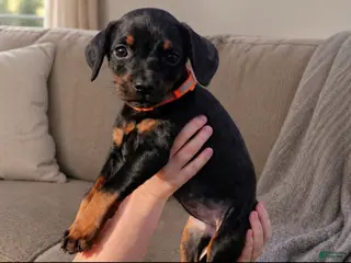 Doberman Pinscher dogs for sale: Melissa Duck - Ad 2