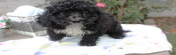 Mini Aussiedoodle dogs for sale: Aussiedoodle Puppy 5 - Ad 2