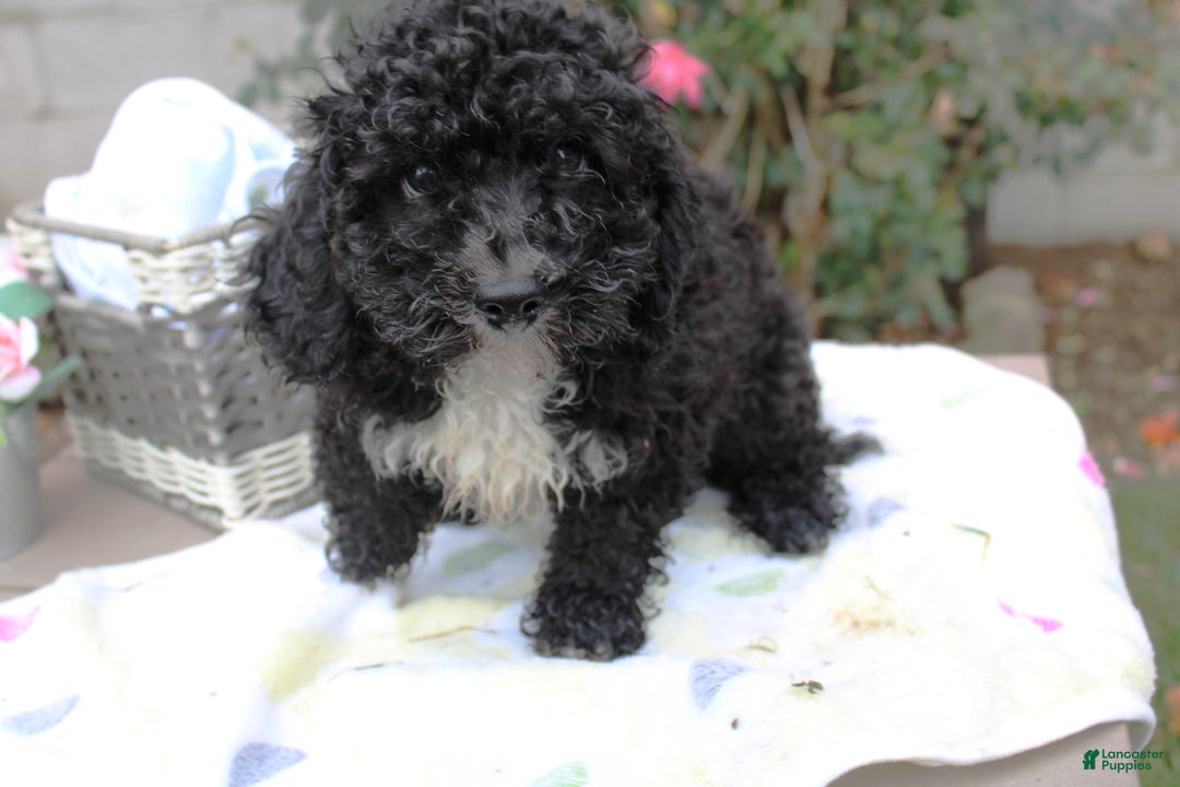 Mini Aussiedoodle dogs for sale: Aussiedoodle Puppy 5 - Ad 2