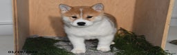 Shiba Inu dogs for sale: Finn - Ad 4