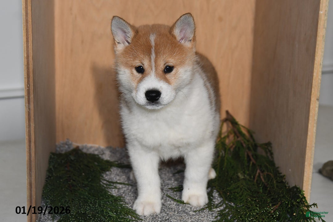 Shiba Inu dogs for sale: Finn - Ad 4