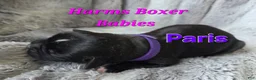 Boxer dogs for sale: Paris - Ad 3