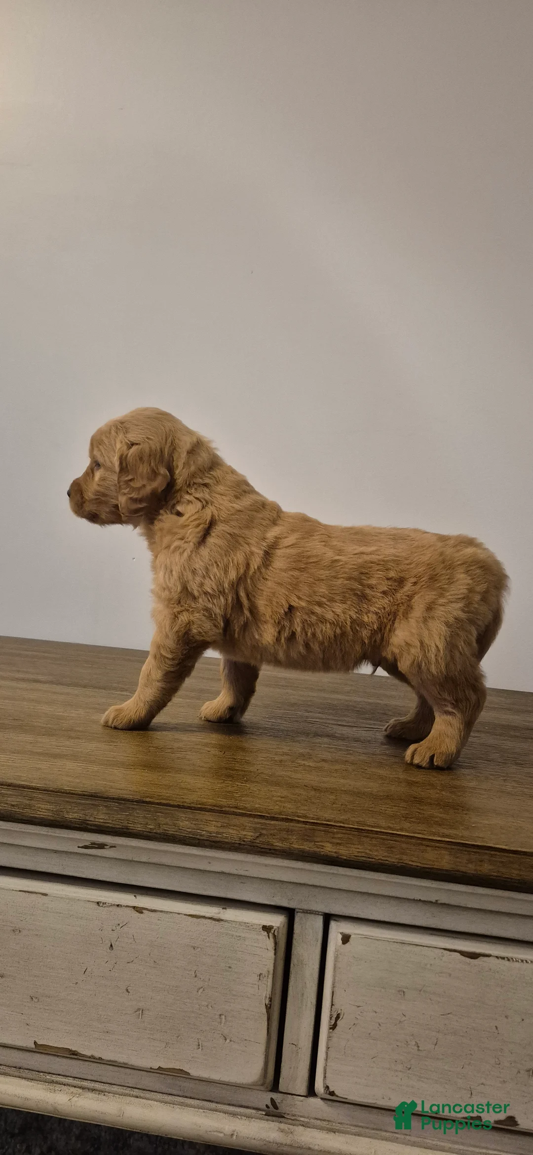Golden Retriever dogs for sale: Milo - Ad 4