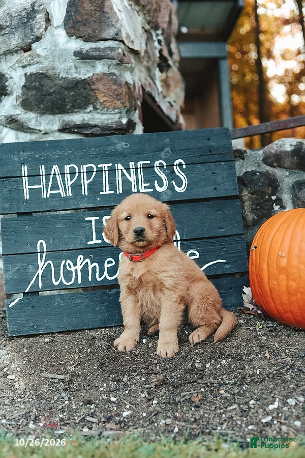Golden Retriever dogs for sale: Joy - Ad 1