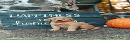 Golden Retriever dogs for sale: Joy - Ad 1