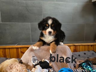 Bernese Mountain Dog dogs Black - Ad 2