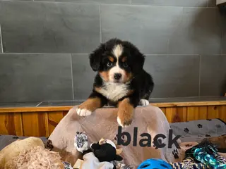 Bernese Mountain Dog dogs Black - Ad 4