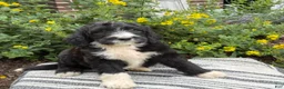 Mixed Breed dogs for sale: Guiness - Ad 4