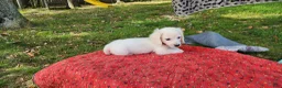 Miniature Dachshund dogs for sale: Berry - Ad 9