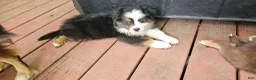 Miniature Australian Shepherd dogs for sale: Oreo - Ad 5