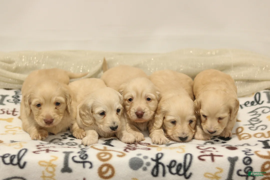 Miniature Dachshund dogs for sale: Bruno  - Ad 6