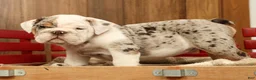 English Bulldog dogs for sale: Gucci - Ad 6