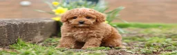 Maltipoo dogs for sale: Brittany - Ad 4