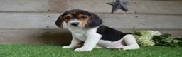 Beagle dogs for sale: Hunter - Ad 1