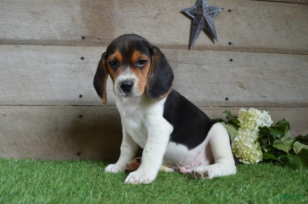 Beagle dogs for sale: Hunter - Ad 1