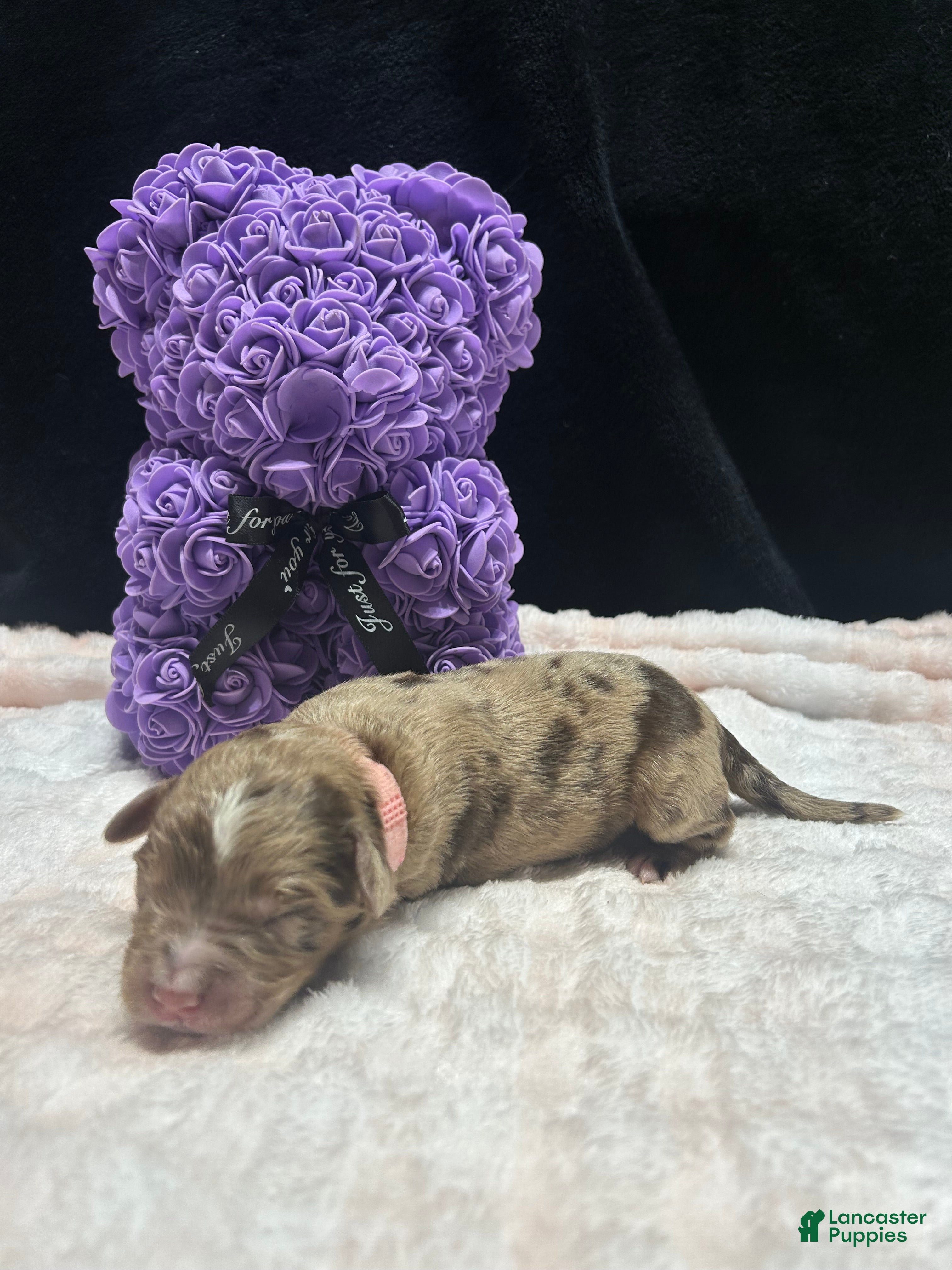 Mixed Breed dogs sweetheart  - Ad 18