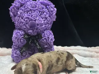 Mixed Breed dogs sweetheart - Ad 30