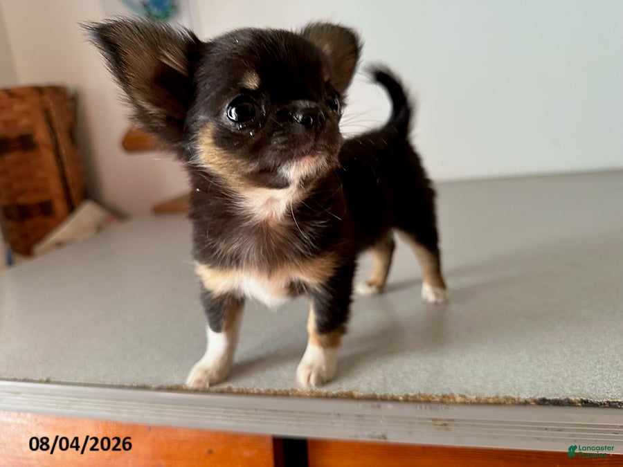 Chihuahua dogs for sale: Diana - Ad 2