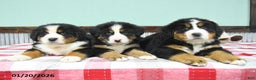 Bernese Mountain Dog dogs for sale: Jodie  - Ad 5