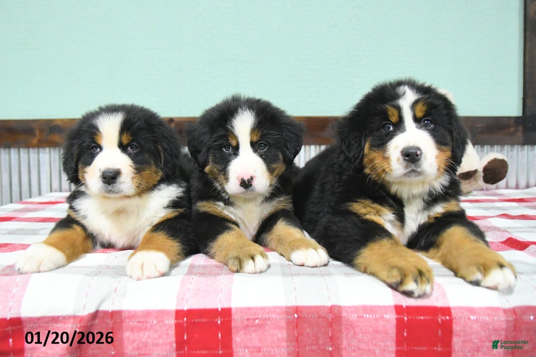 Bernese Mountain Dog dogs for sale: Jodie  - Ad 5