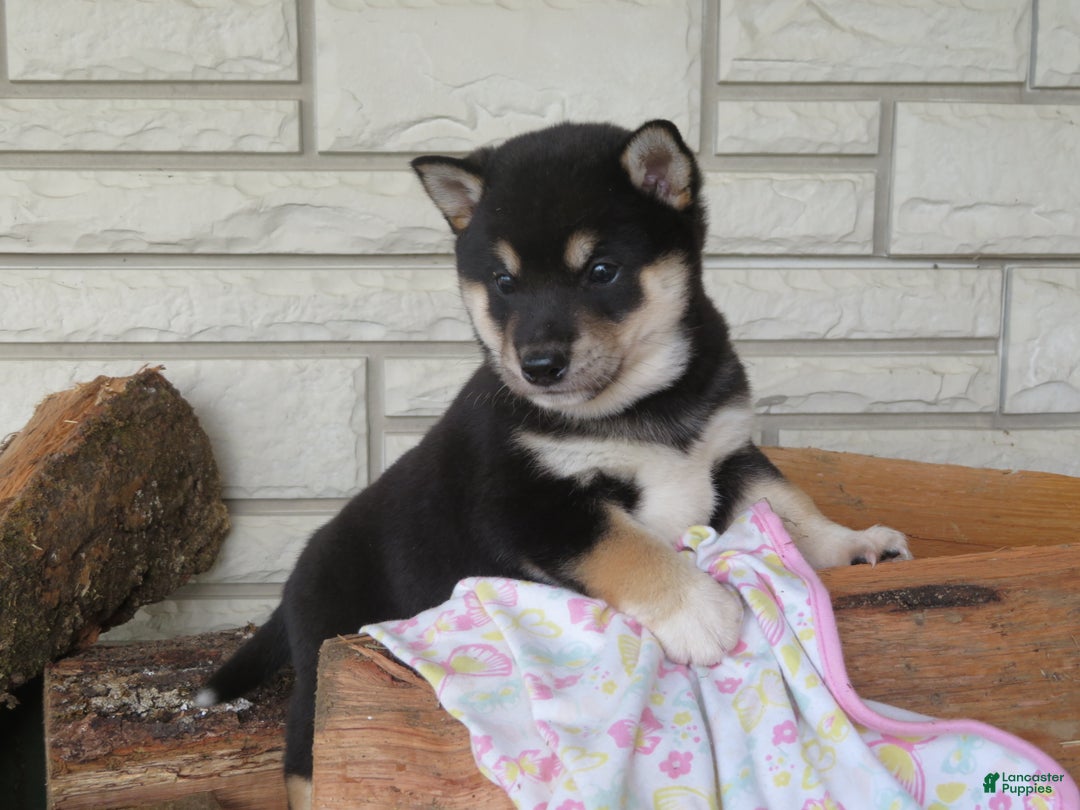 Shiba Inu dogs for sale: Shiba Inu Puppy 3 Landers - Ad 2